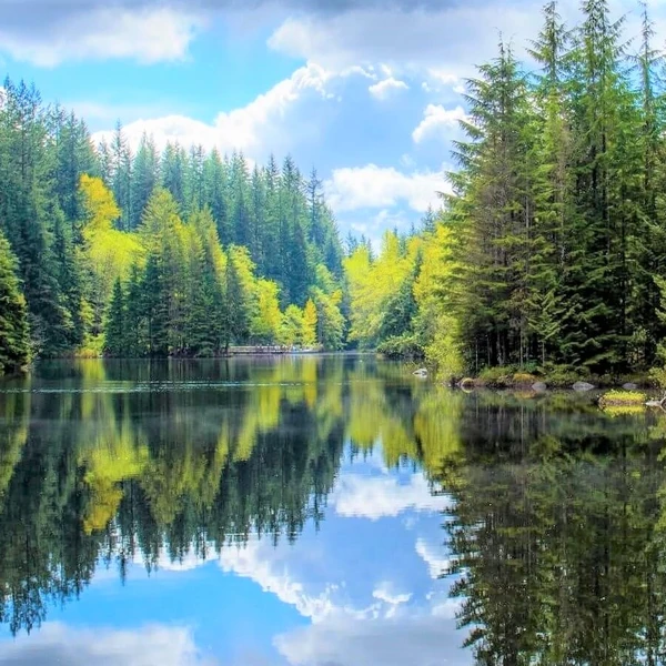 River Wood